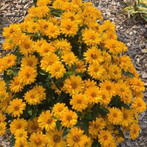 ATHENA GOLD™ Heliopsis