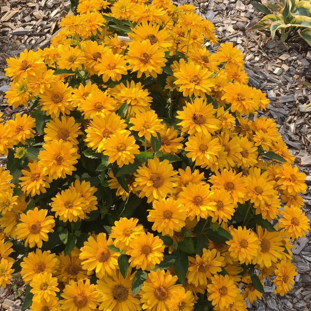 ATHENA GOLD™ Heliopsis