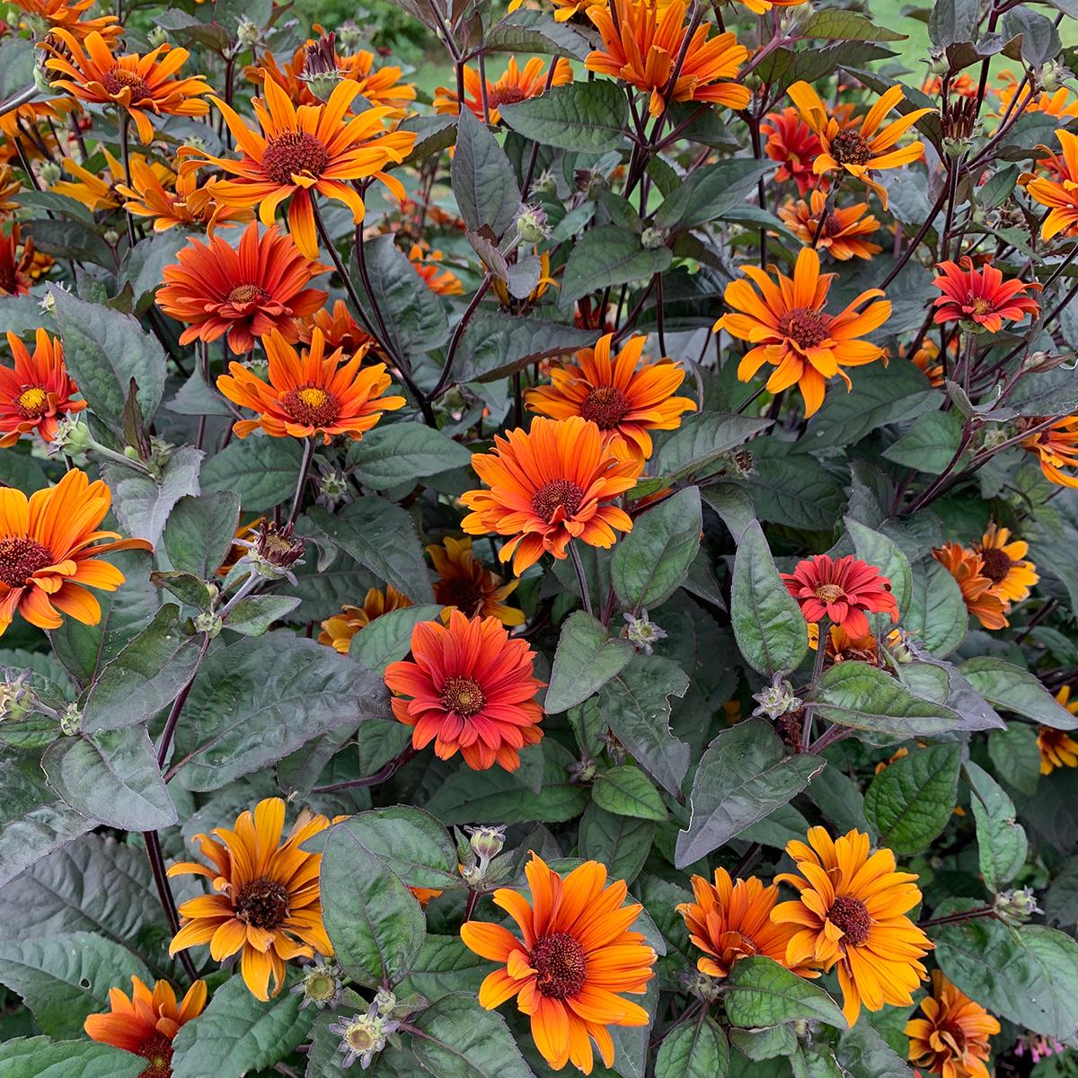 Heliopsis 'Bleeding Hearts' - Image 2