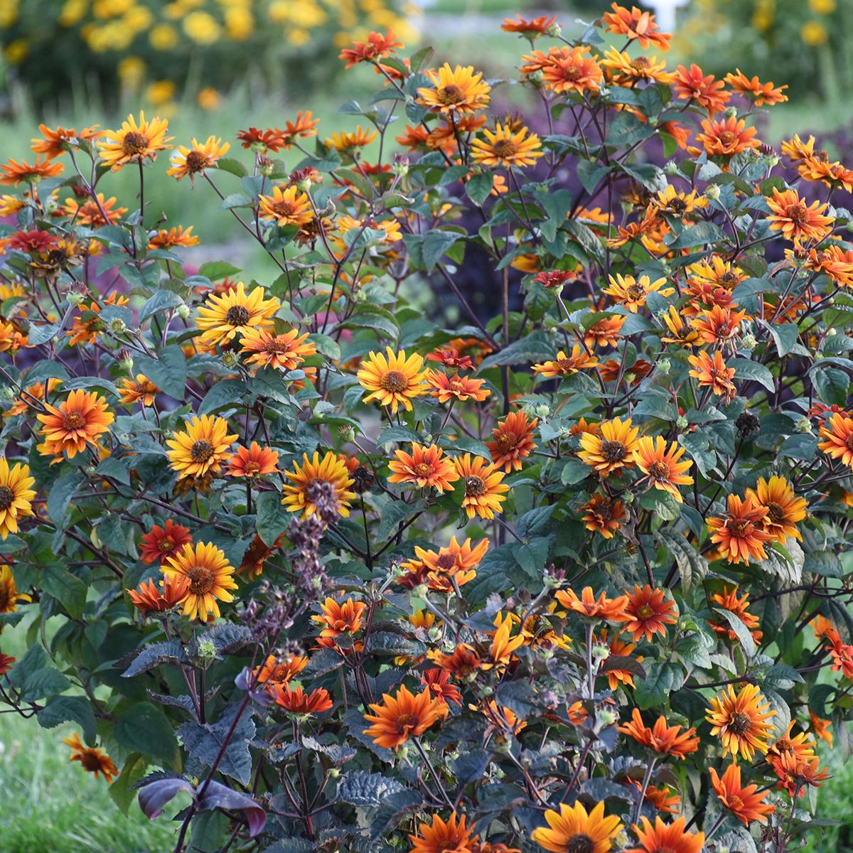 Heliopsis 'Bleeding Hearts' - Image 3