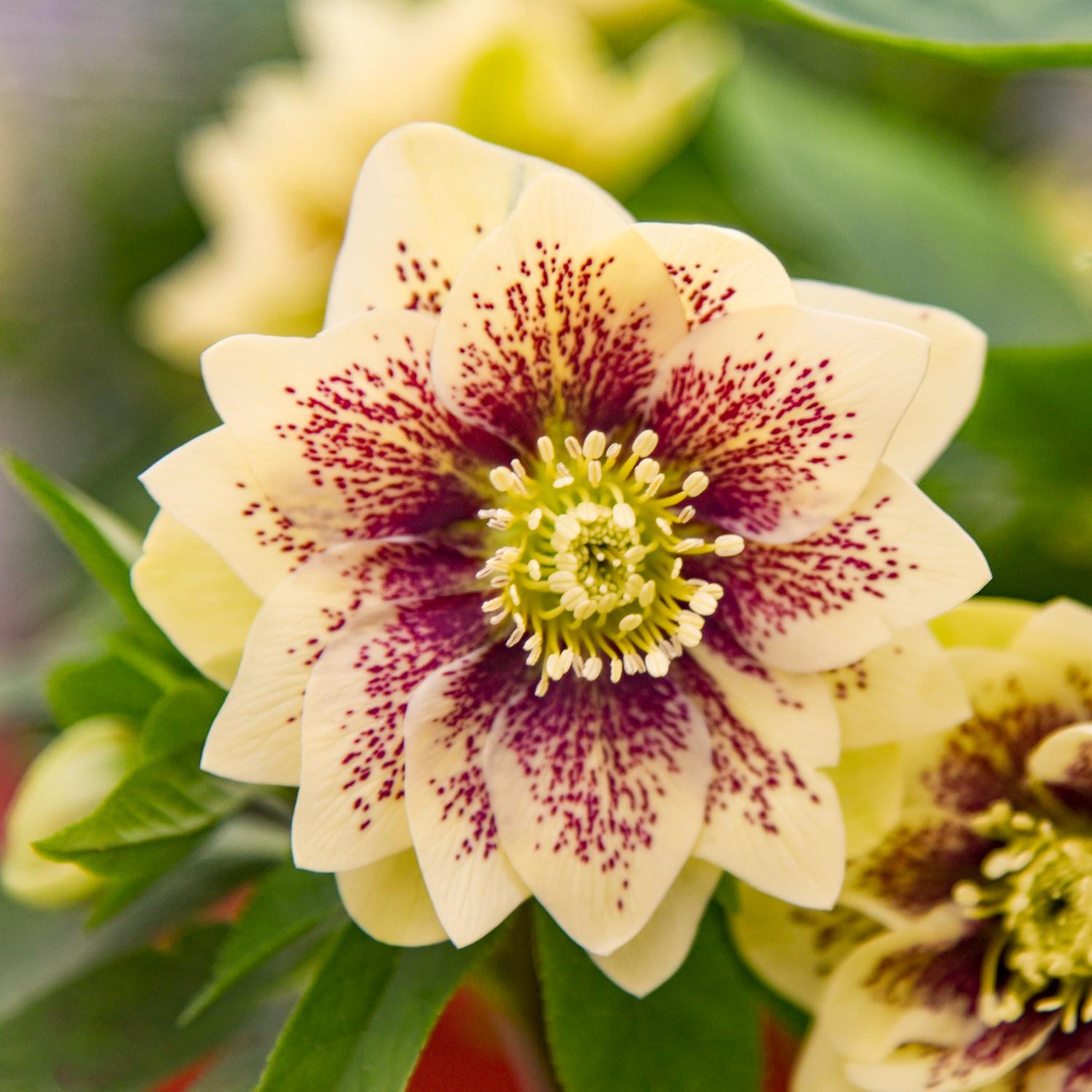 WEDDING PARTY® 'Father of the Bride' Helleborus