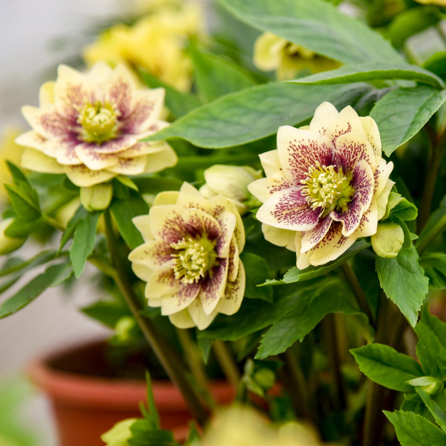 WEDDING PARTY® 'Father of the Bride' Helleborus - Image 2