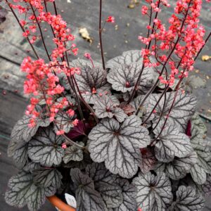 DOLCE® 'Glazed and Infused' Heuchera