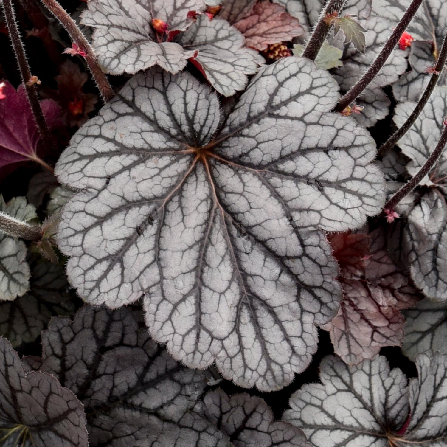 DOLCE&reg; 'Glazed and Infused' Heuchera - Image 2