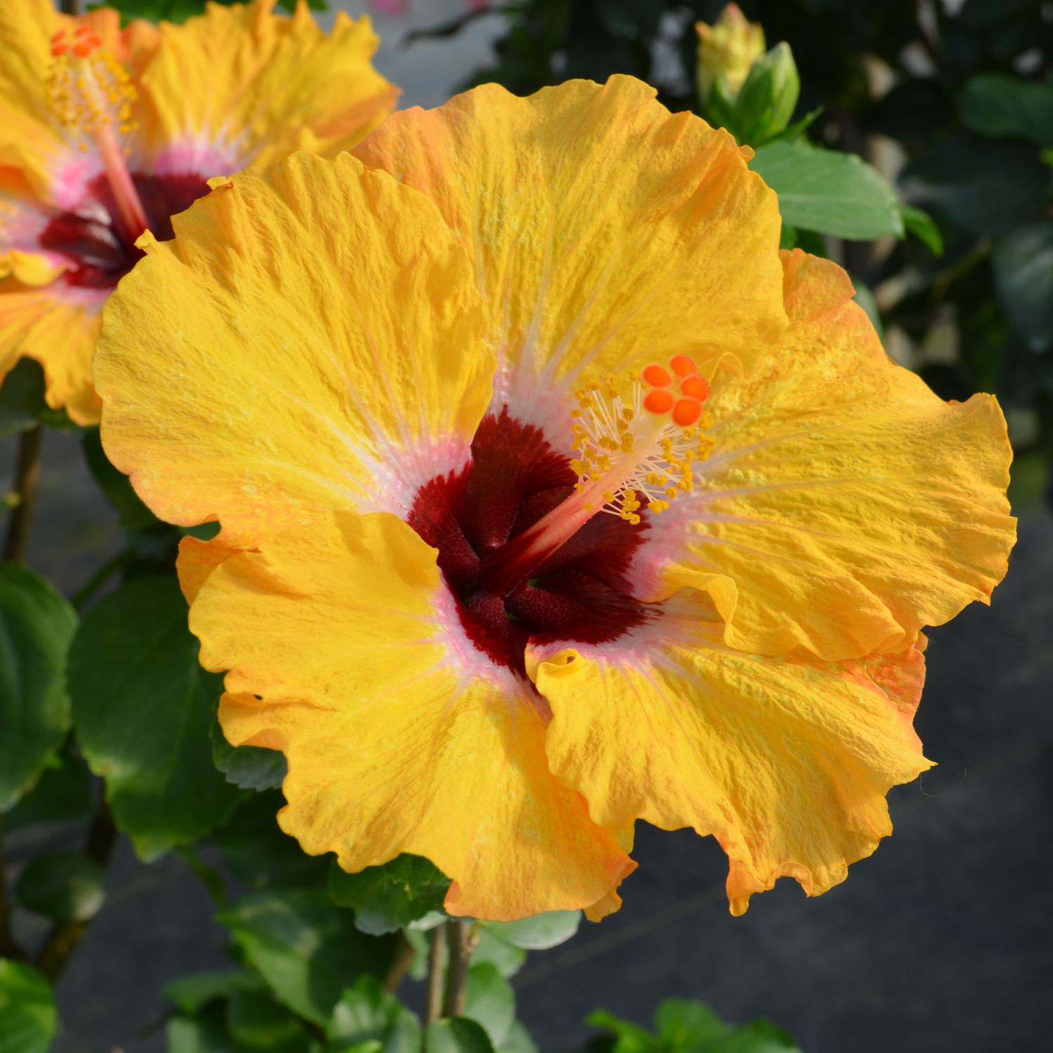 Hollywood Hibiscus® Golden Globe
