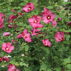 PARAPLU&reg; Red Hibiscus