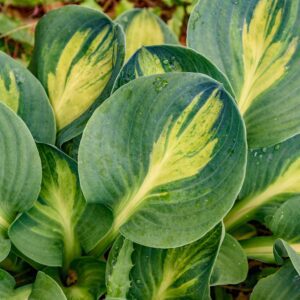 Hosta 'Mouseketeer'