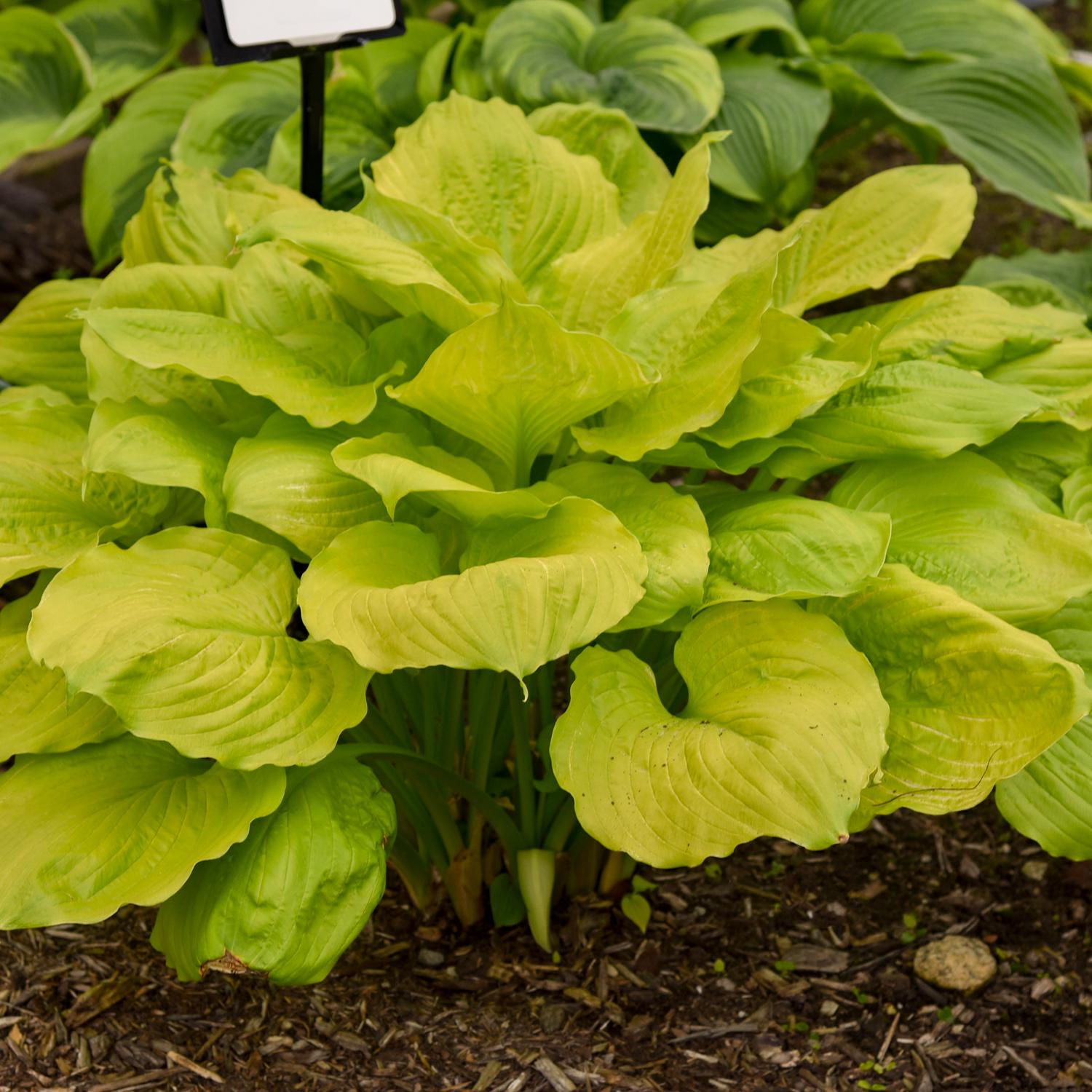 Hosta 'Seasons in the Sun' - Image 2