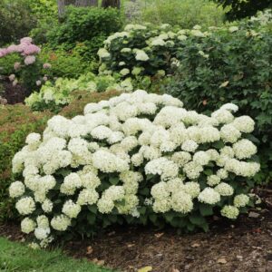 INVINCIBELLE WEE WHITE&reg; 2.0 Hydrangea