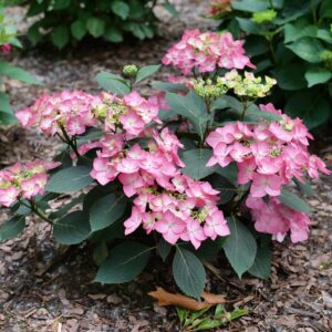 LET'S DANCE HOT STEPPER™ Hydrangea