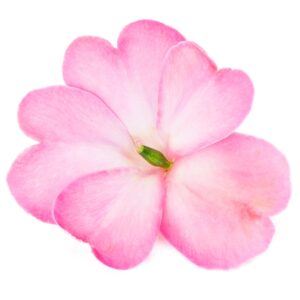 SUNPATIENS® Compact Pink Flash Impatiens