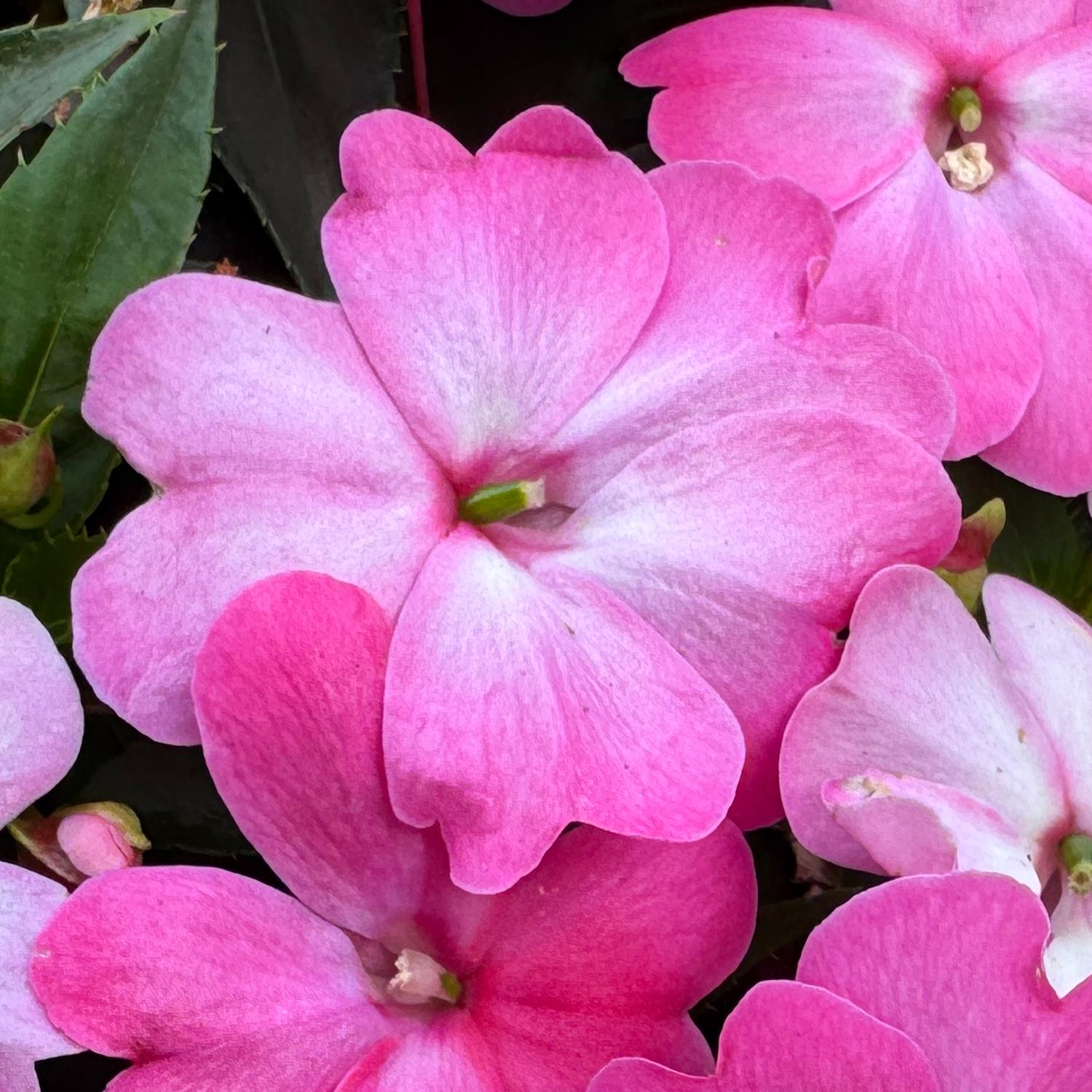 SUNPATIENS® Compact Pink Flash Impatiens - Image 2