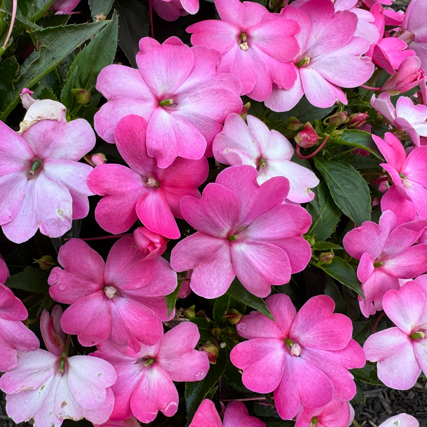 SUNPATIENS® Compact Pink Flash Impatiens - Image 3
