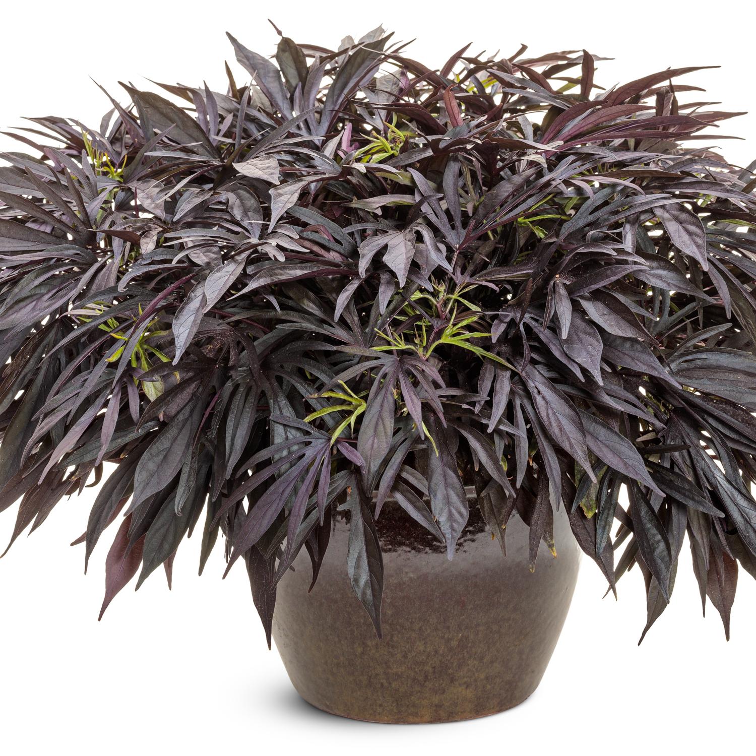 SWEET CAROLINE MEDUSA™ Black Ipomoea - Image 2