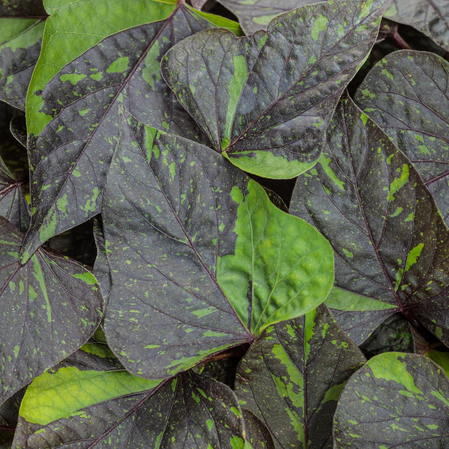 SWEET CAROLINE SWEETHEART SHADOWSTORM™ Ipomoea