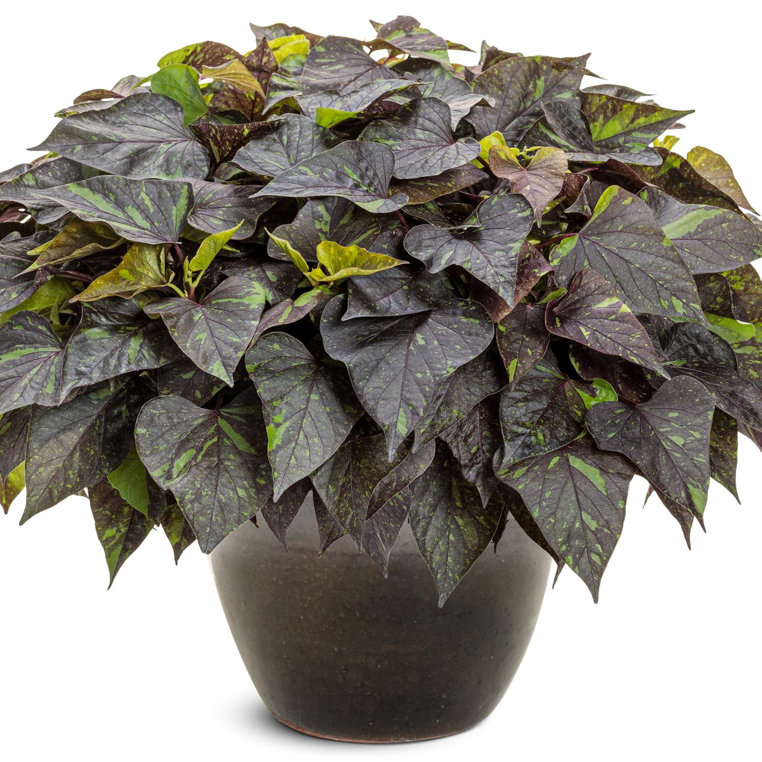 SWEET CAROLINE SWEETHEART SHADOWSTORM™ Ipomoea - Image 2