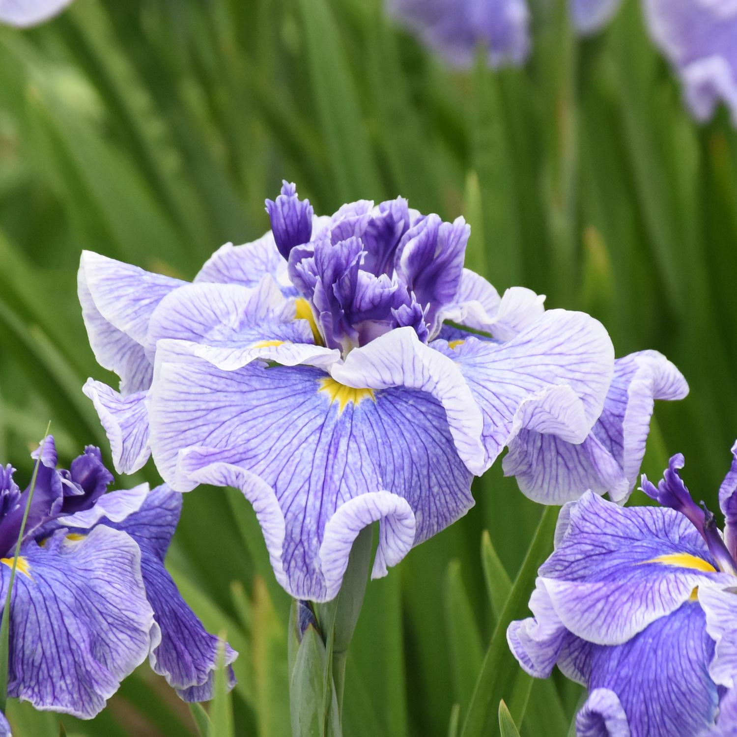 Iris 'Center of Attention'