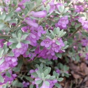 TRAILBLAZER™ Silver Leucophyllum