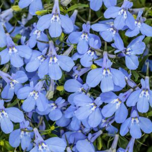 LAGUNA® Royale Azure Lobelia