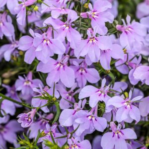 LAGUNA® Royale Lilac Lobelia