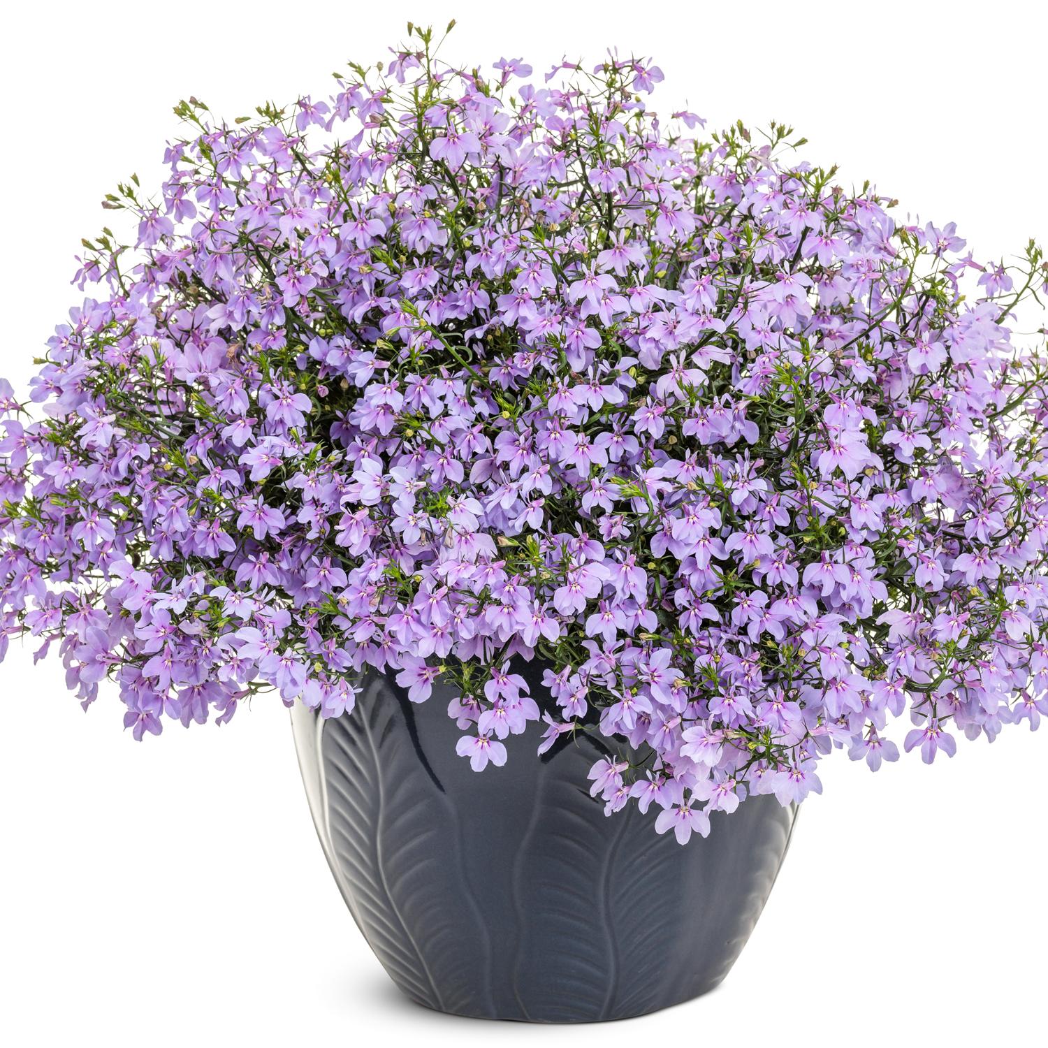 LAGUNA® Royale Lilac Lobelia - Image 2