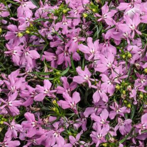 LAGUNA® Royale Pink Lobelia