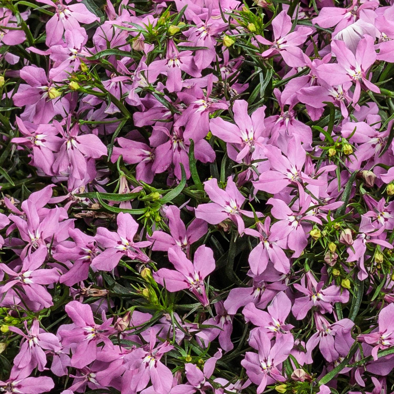 LAGUNA® Royale Pink Lobelia