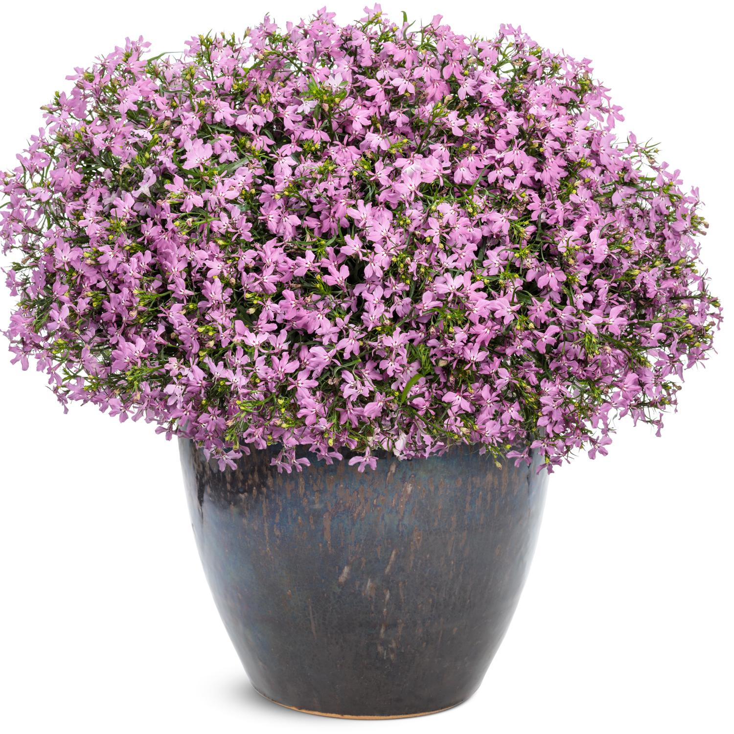 LAGUNA® Royale Pink Lobelia - Image 2