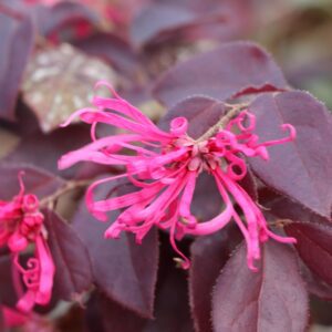JAZZ HANDS&reg; Velvet Loropetalum