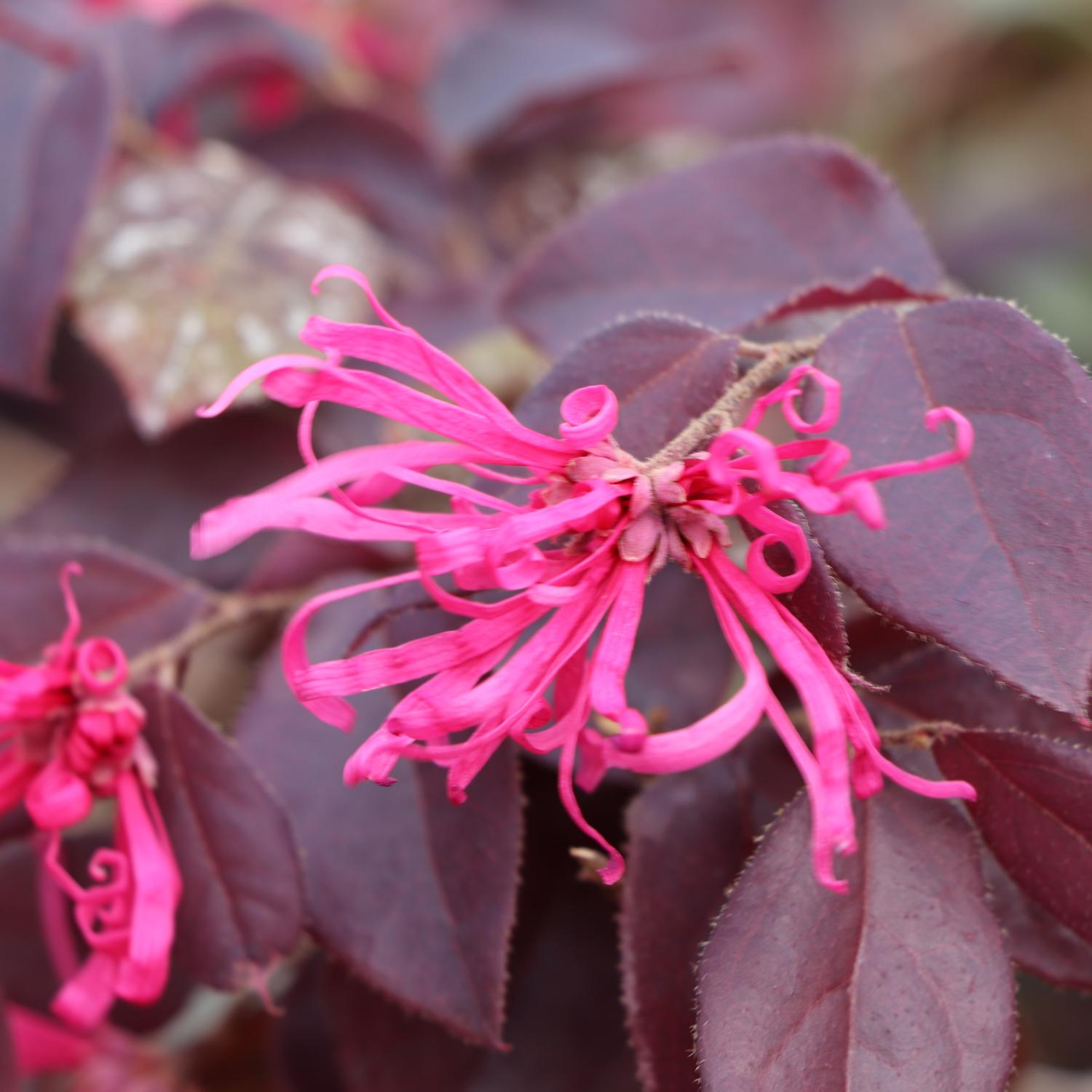 JAZZ HANDS&reg; Velvet Loropetalum