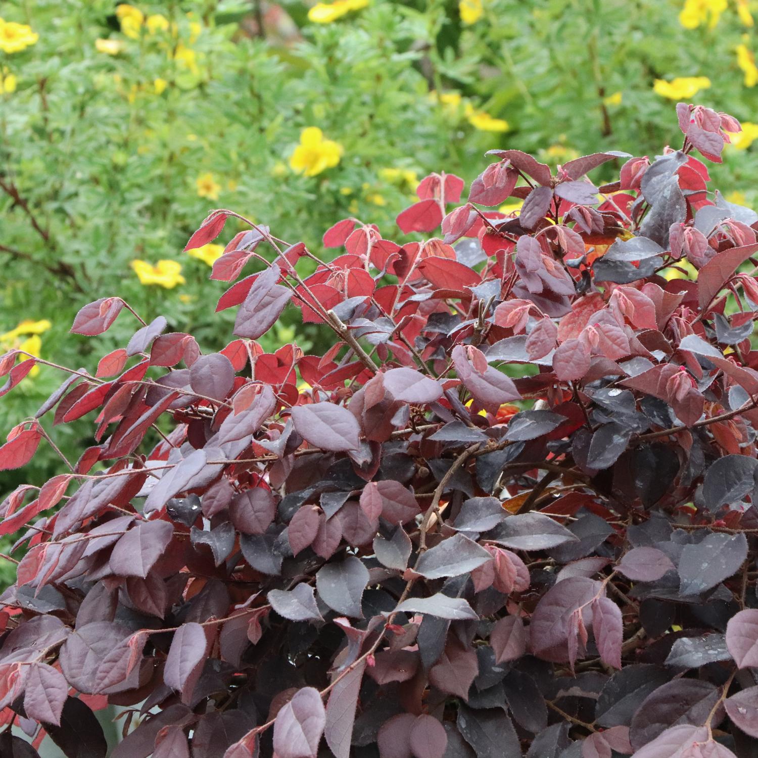 JAZZ HANDS&reg; Velvet Loropetalum - Image 2