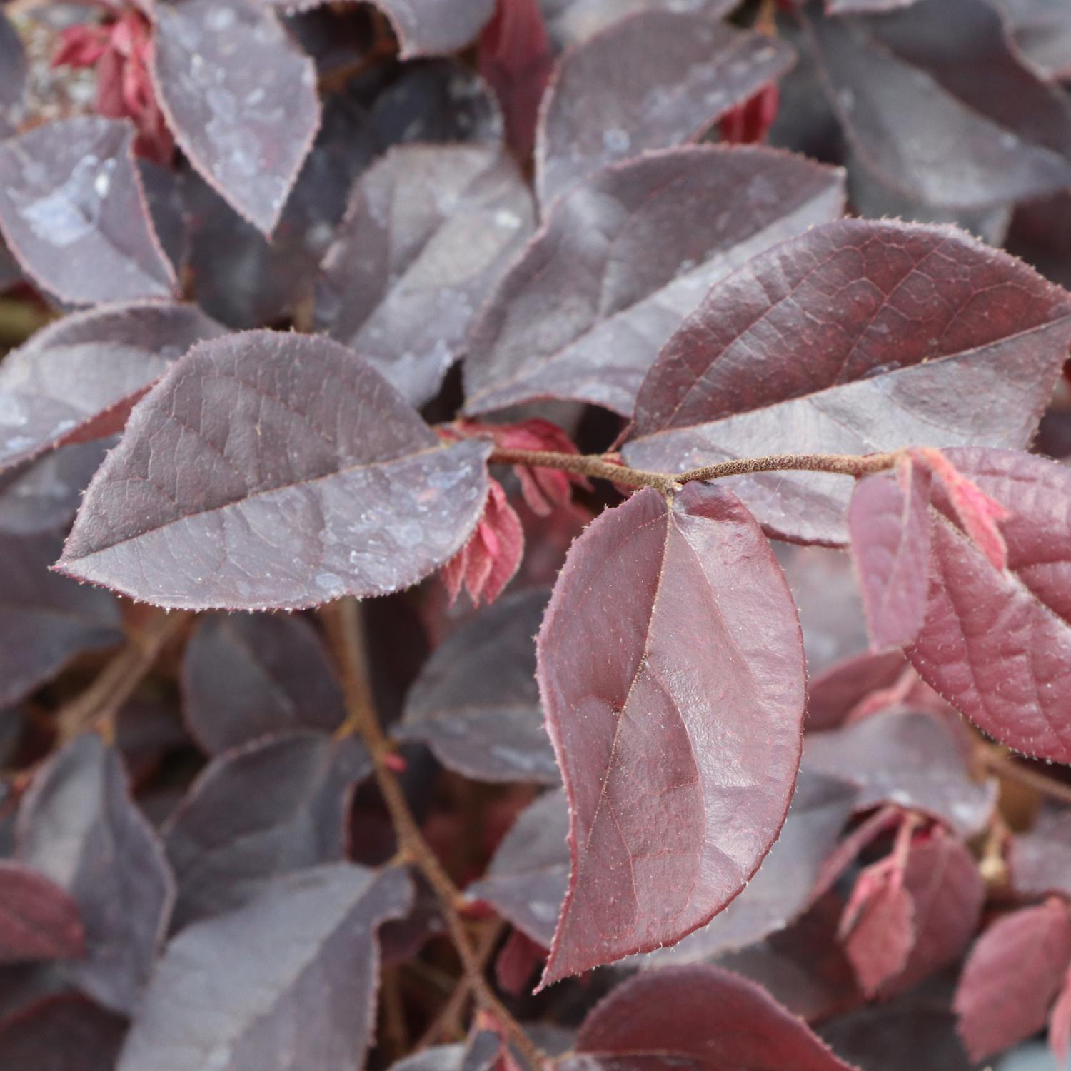JAZZ HANDS&reg; Velvet Loropetalum - Image 3
