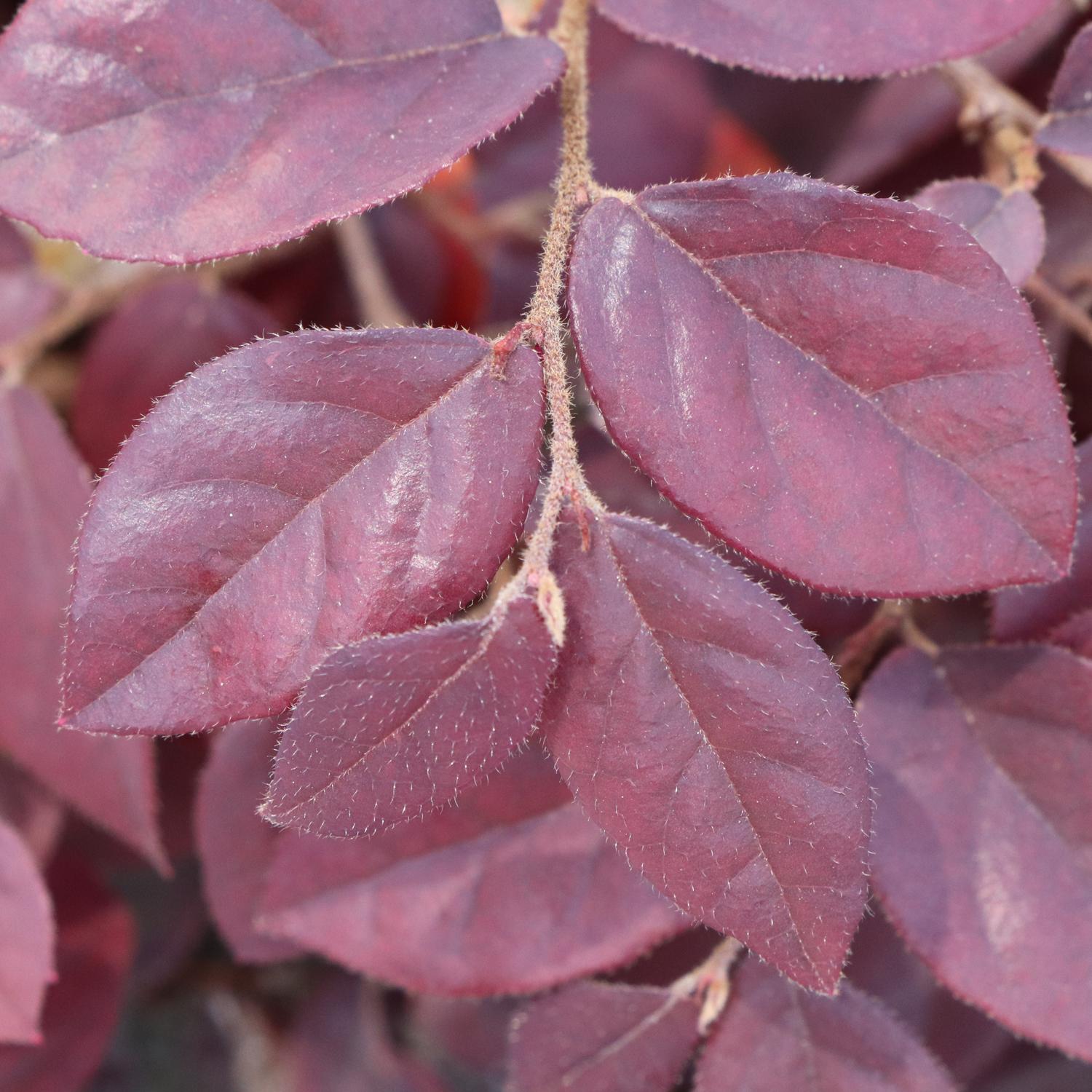 JAZZ HANDS&reg; Velvet Loropetalum - Image 4