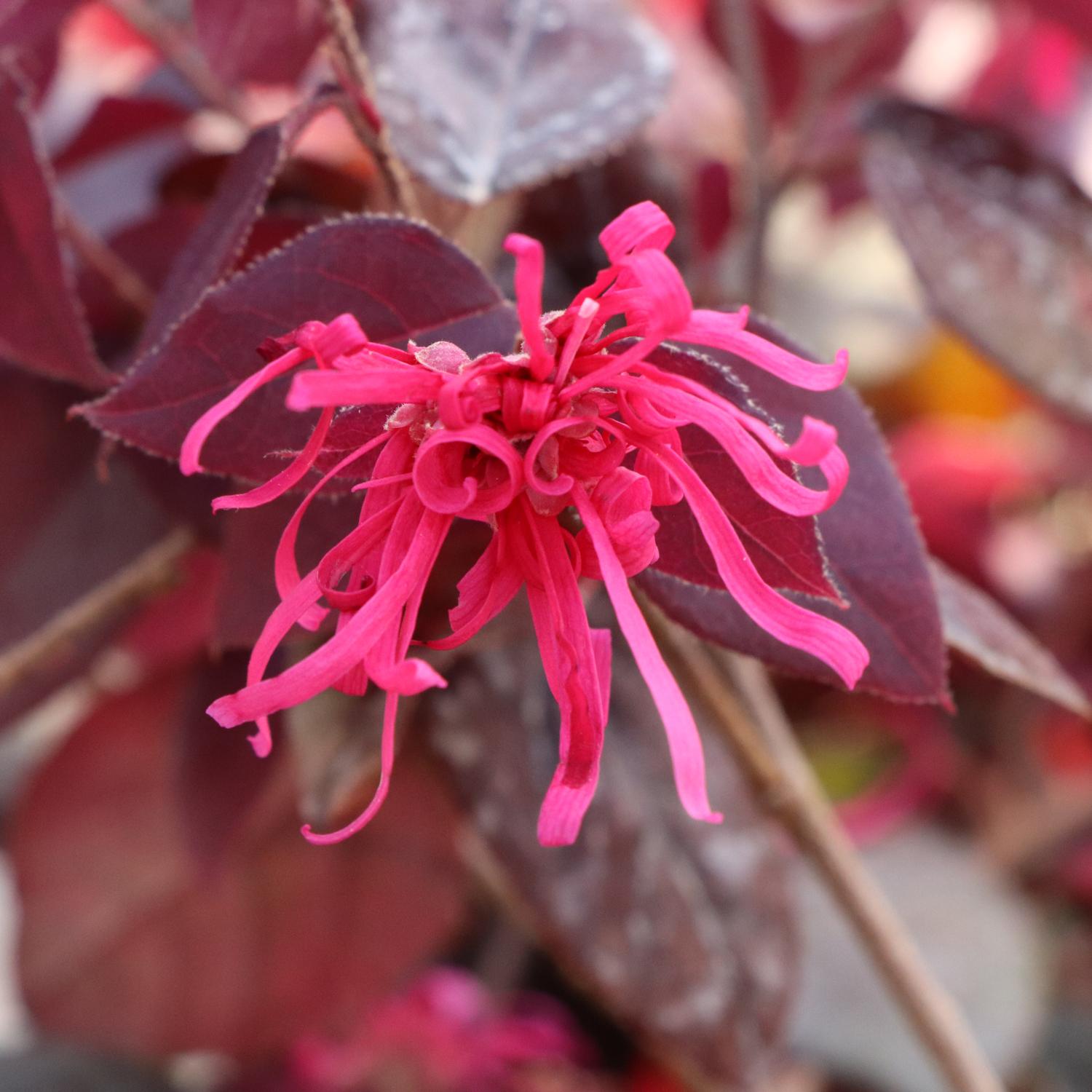 JAZZ HANDS&reg; Velvet Loropetalum - Image 5