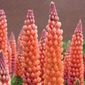 WESTCOUNTRY™ 'Salmon Star' Lupinus