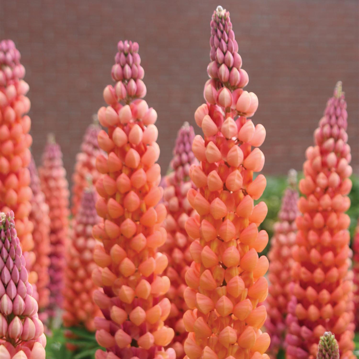 WESTCOUNTRY™ 'Salmon Star' Lupinus