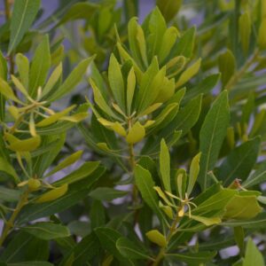 BAYSIDE BONITO™ Myrica