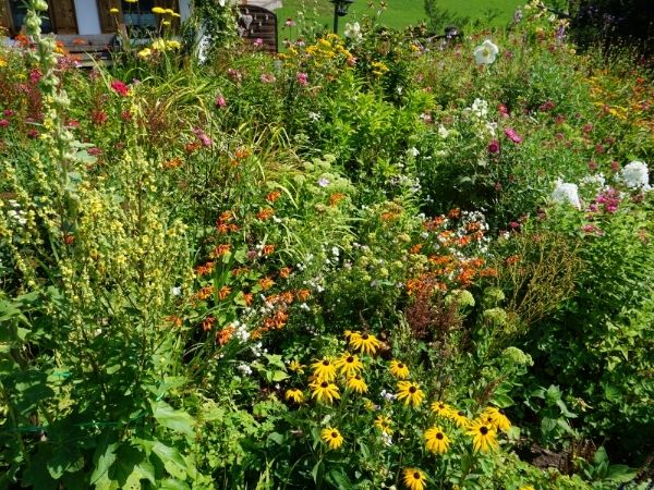 native flower garden