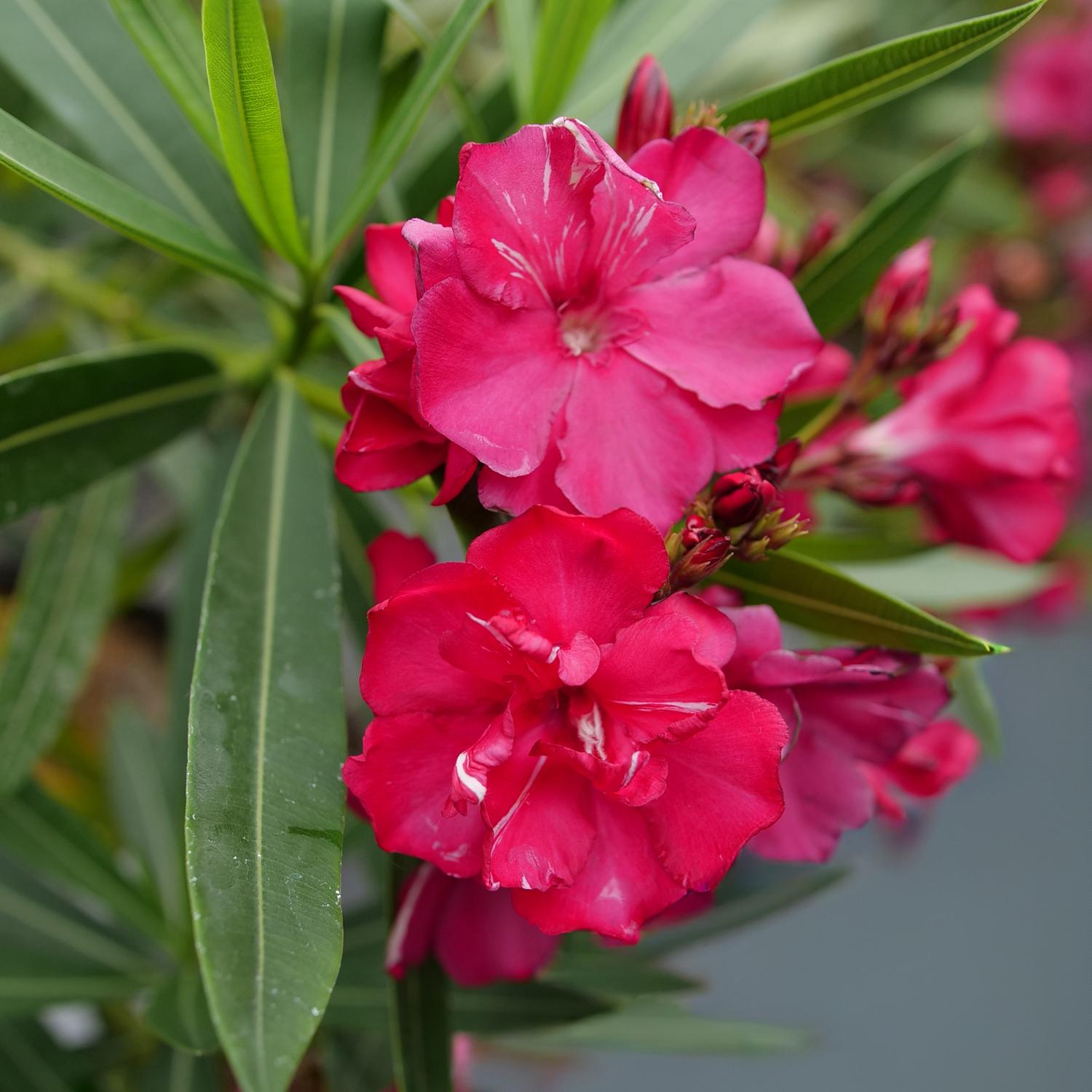 ¡OLÉ! Bicolor Red Nerium - Image 3