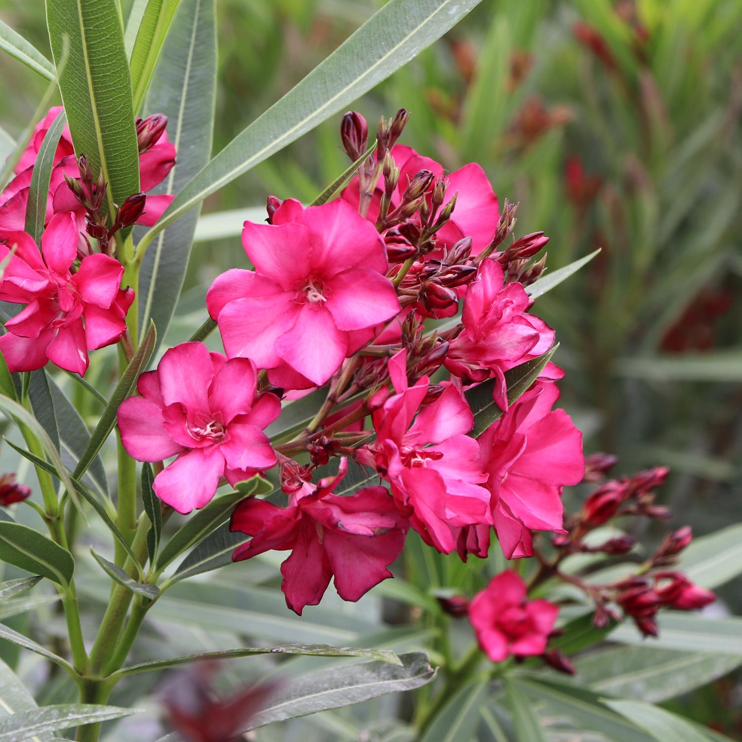 ¡OLÉ! Bicolor Red Nerium - Image 4