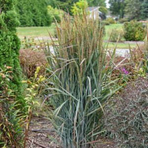 PRAIRIE WINDS&reg; 'Blue Spear' Panicum