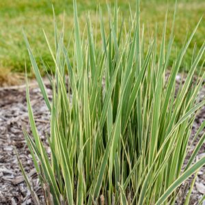 PRAIRIE WINDS&reg; 'Switcheroo' Panicum