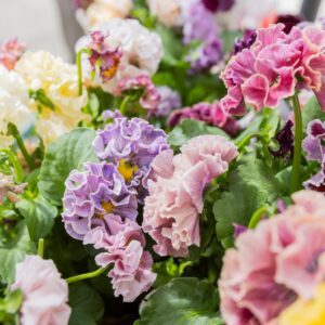 Pansy Elegance Antoinette Collection