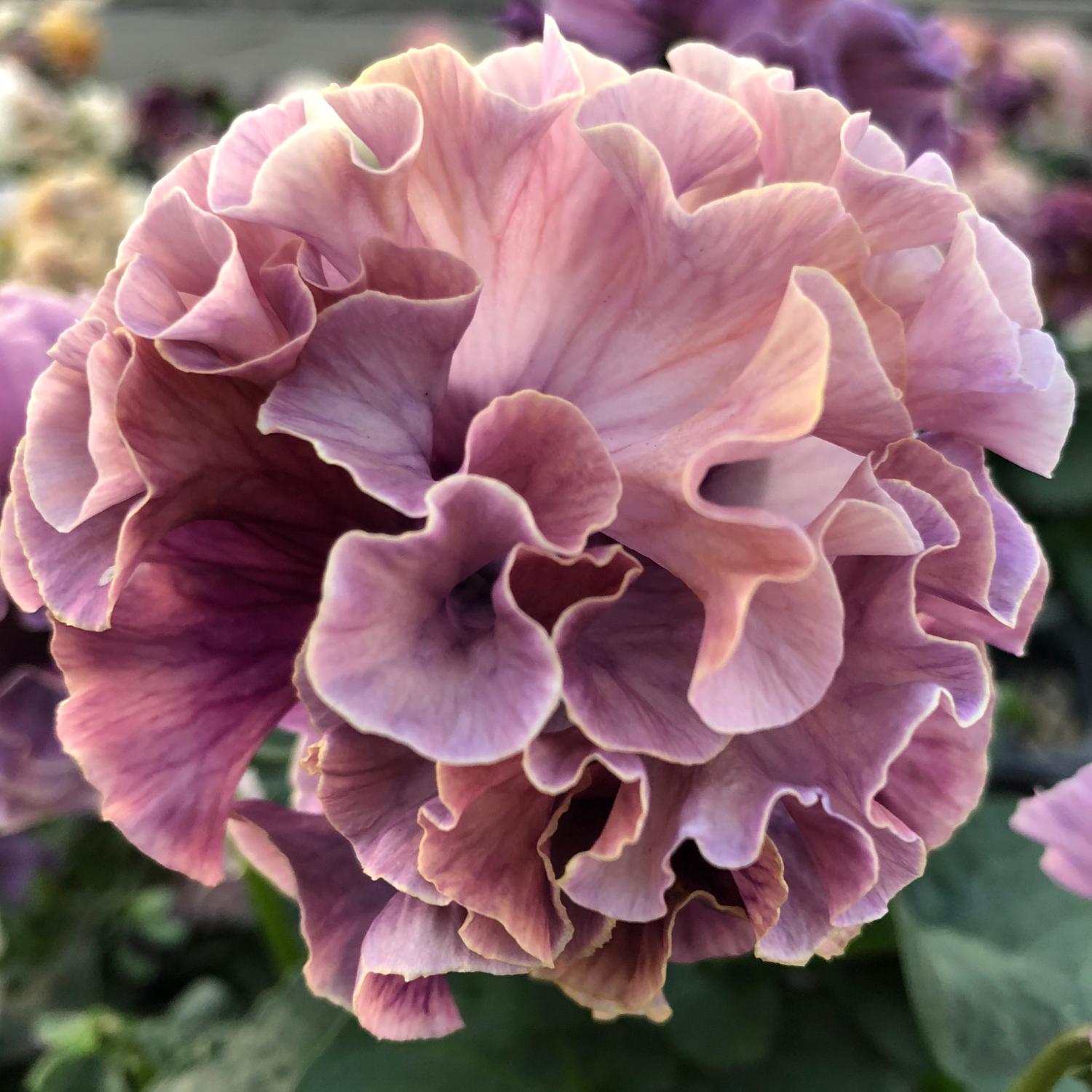 Pansy Elegance Antoinette Collection - Image 2