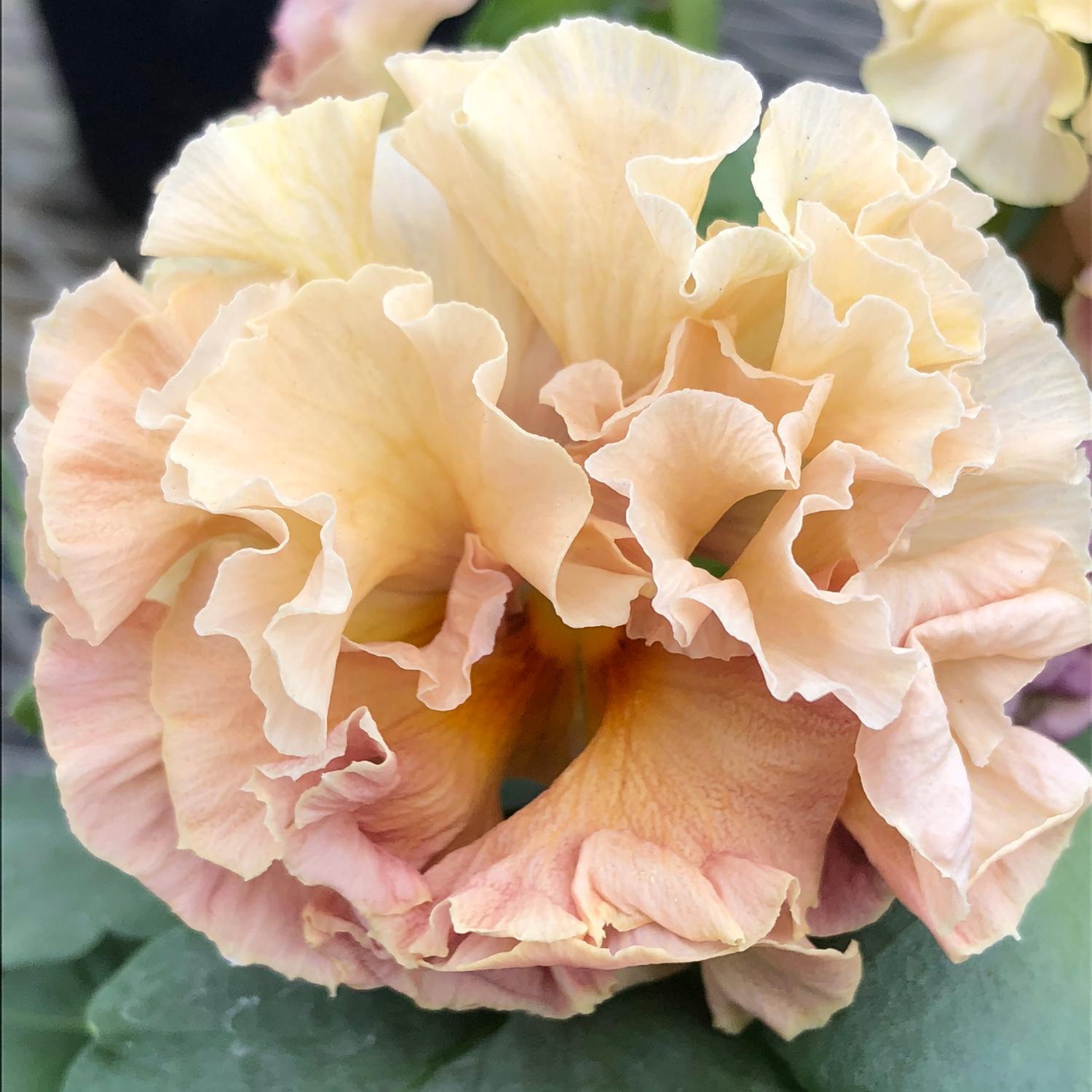 Pansy Elegance Antoinette Collection - Image 3