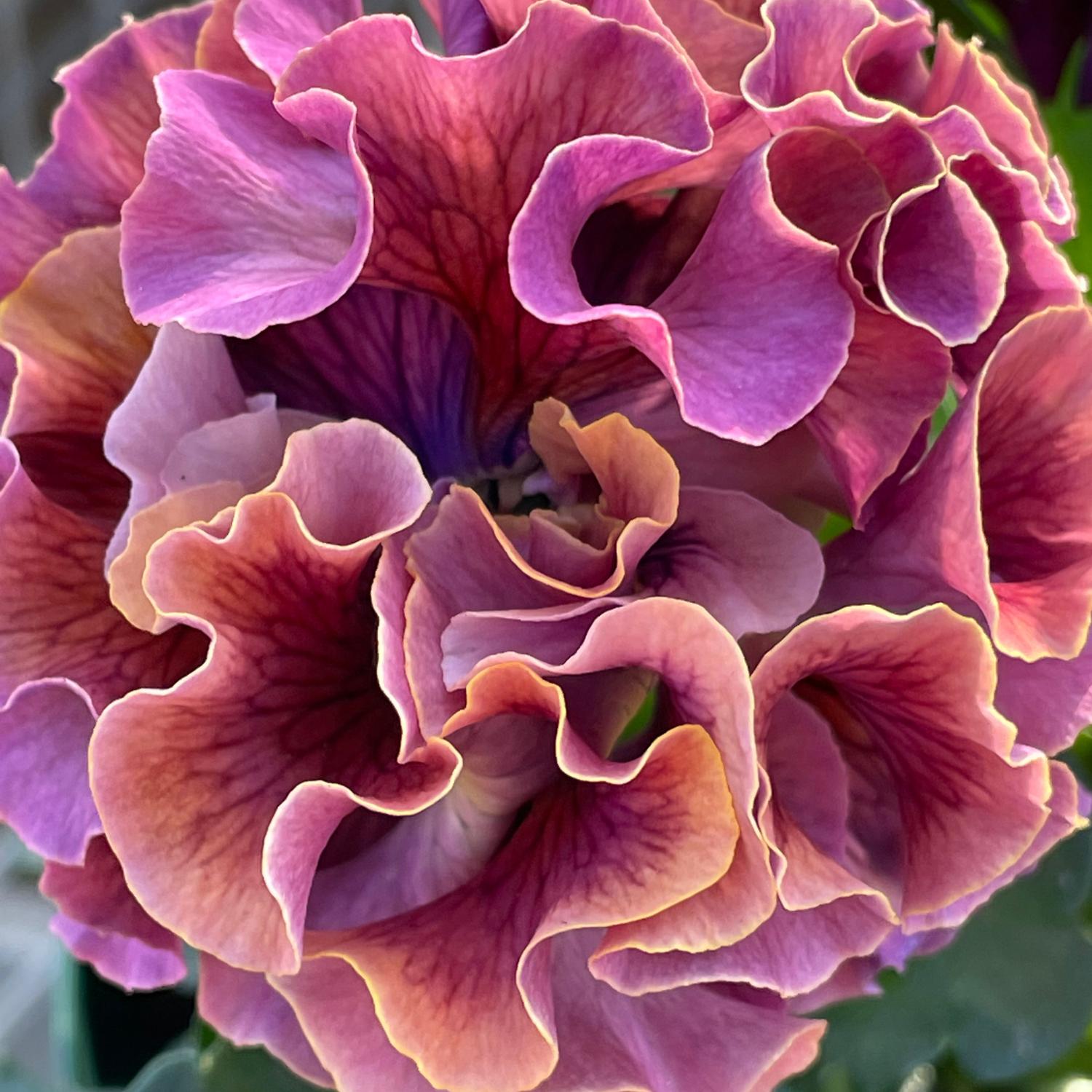 Pansy Elegance Antoinette Collection - Image 6