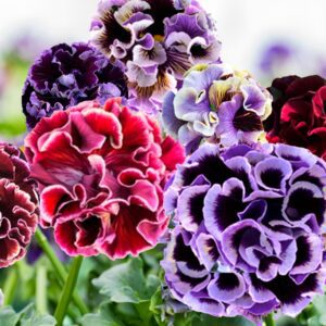 Pansy Elegance Twilight Collection