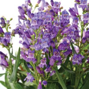ROCK CANDY&reg; Blue Penstemon