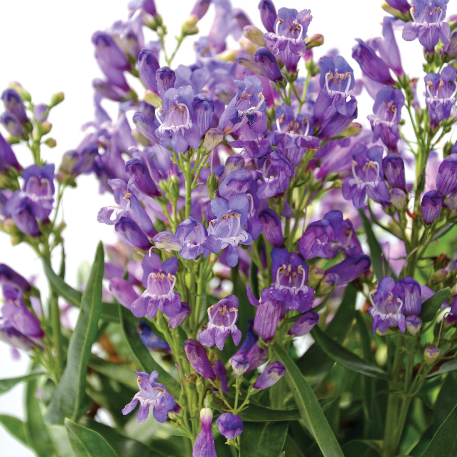 ROCK CANDY® Blue Penstemon