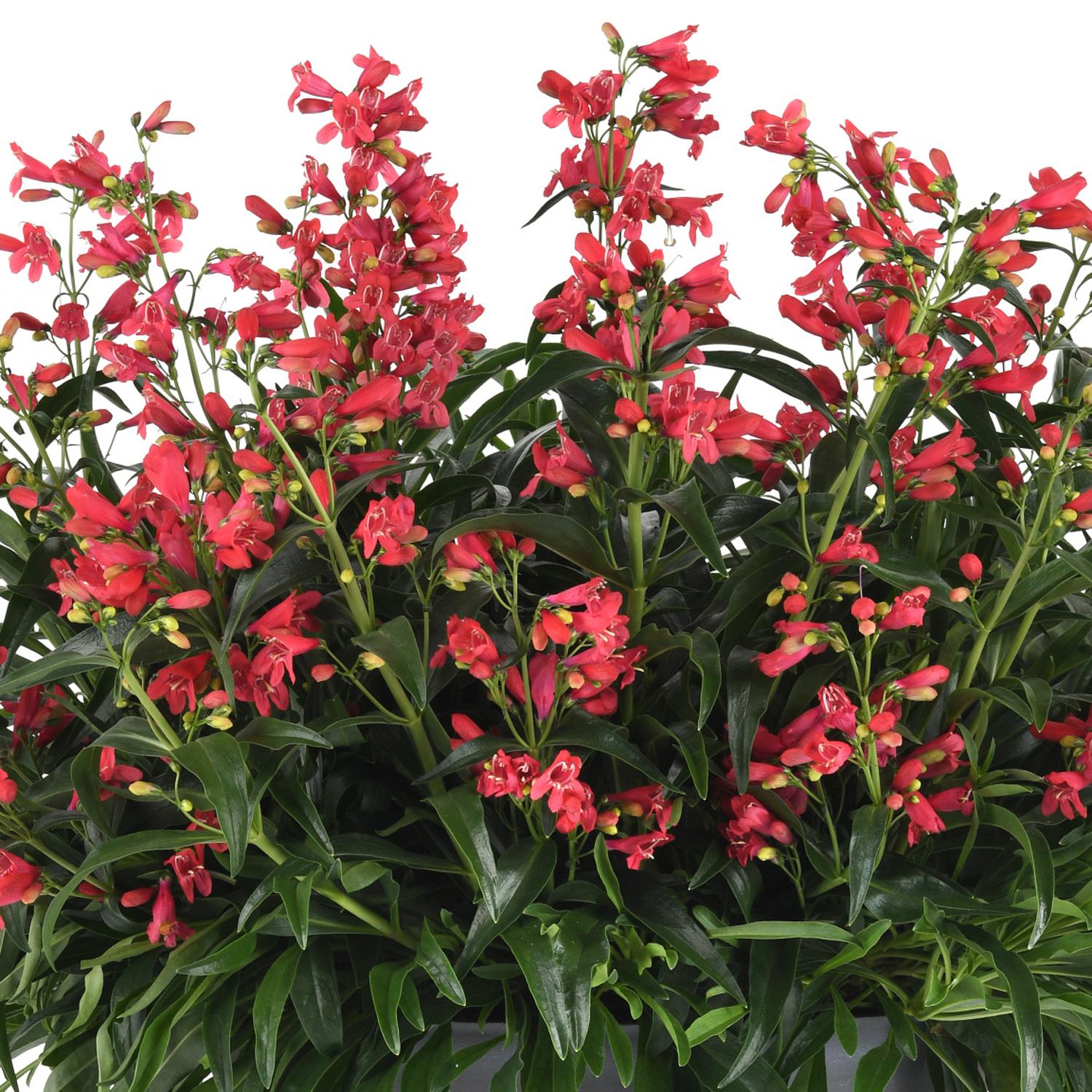 ROCK CANDY® Coral Penstemon - Image 2